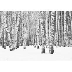 Tableau toile en kit BLACK AND WHITE FOREST 140 x 95 cm - Toile textile sans PVC, Made in France par Scenolia