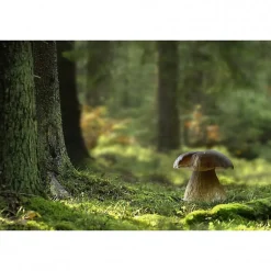 Tableau toile XXL en kit Champignon Des Bois 90 x 60 cm - Toile textile sans PVC