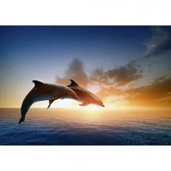 Tableau toile XXL en kit Saut Des Dauphins 60 x 40 cm - Toile textile sans PVC
