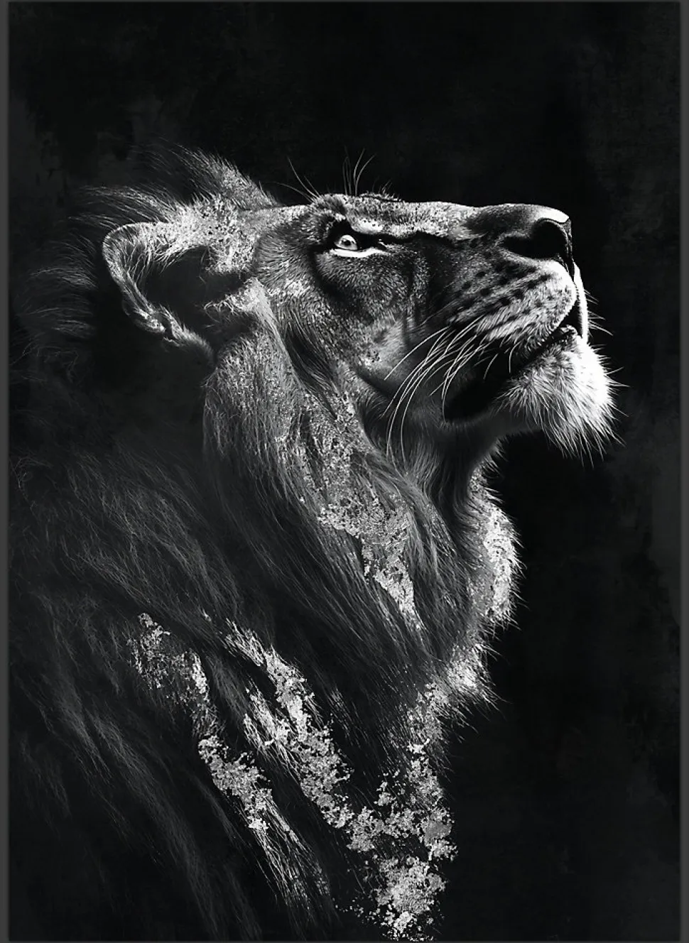 Toile encadrée tigre de profil noir et blanc, brillant, cadre noir 50 x 70cm Dada Art