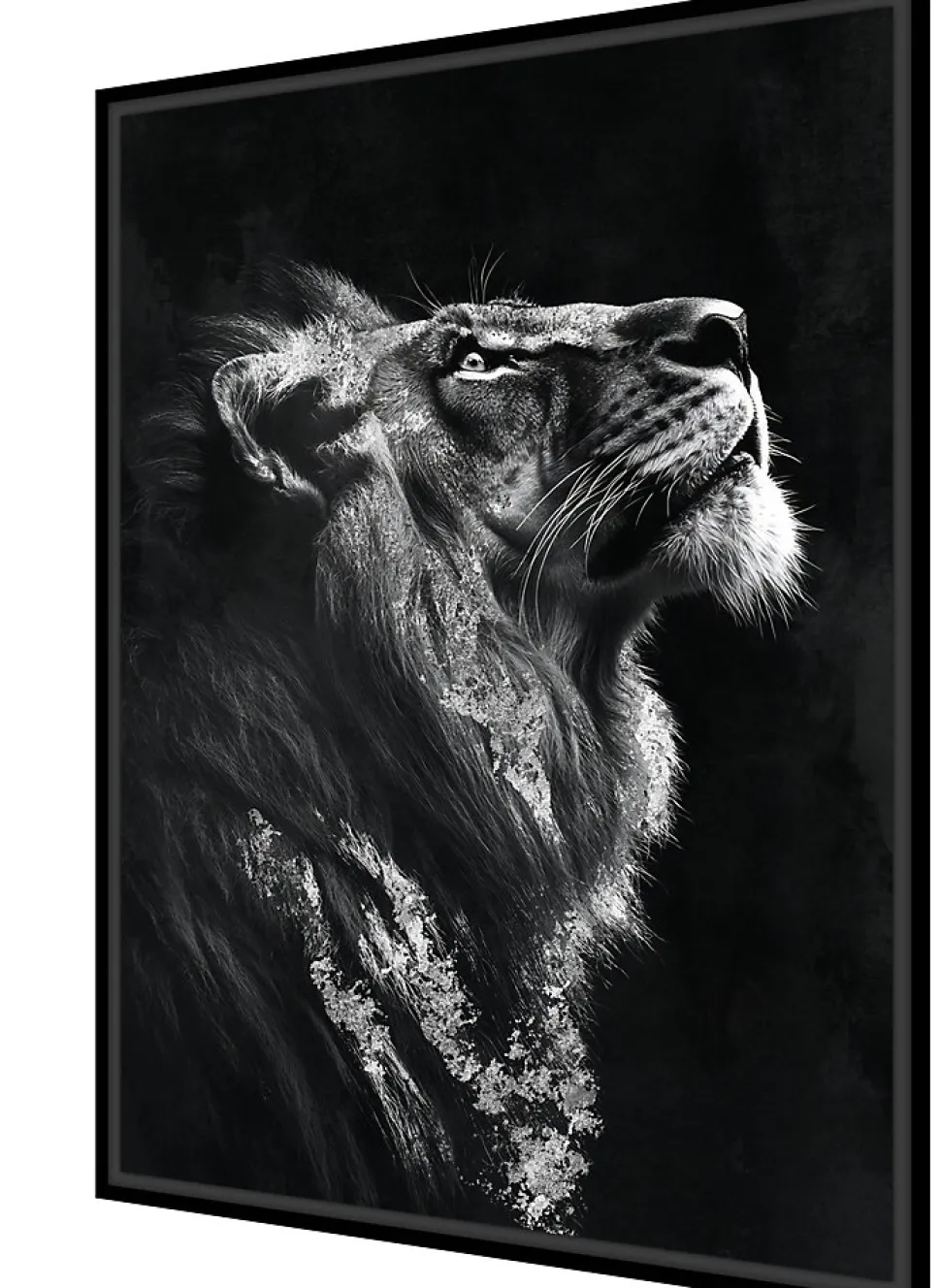 Toile encadrée tigre de profil noir et blanc, brillant, cadre noir 50 x 70cm Dada Art