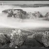 Toile imprimée Vignes montée sur châssis bois en pin 45x130 cm
