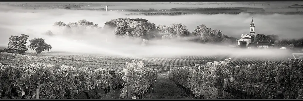 Toile imprimée Vignes montée sur châssis bois en pin 45x130 cm