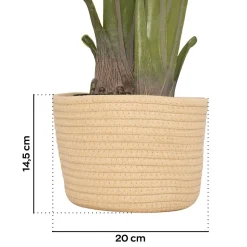 Traveller Banana 210 - Plante artificielle décorative de bananier tropical H210 cm pour l'intérieur et l'extérieur avec pot Beige